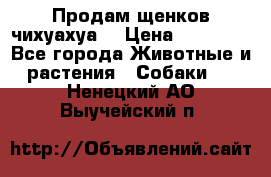 Продам щенков чихуахуа  › Цена ­ 10 000 - Все города Животные и растения » Собаки   . Ненецкий АО,Выучейский п.